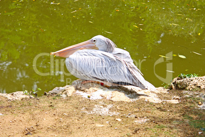 Pelican