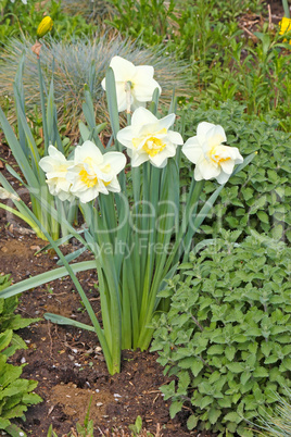 Narcissus flower