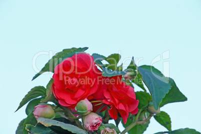 Red Impatiens