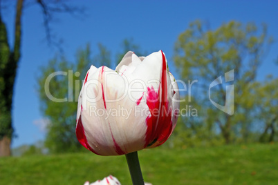 White tulip