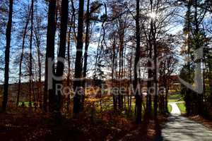 Spätherbst im Wald