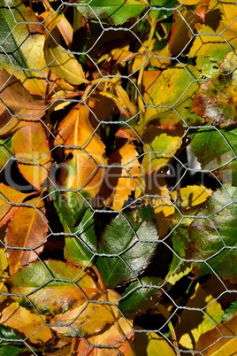 Herbstliche Rosenblätter hinter einem Drahtgitter