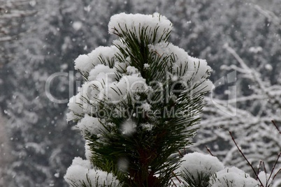 Schneehauben