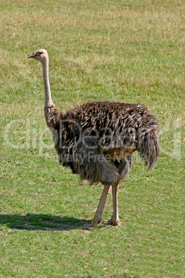 Ostrich