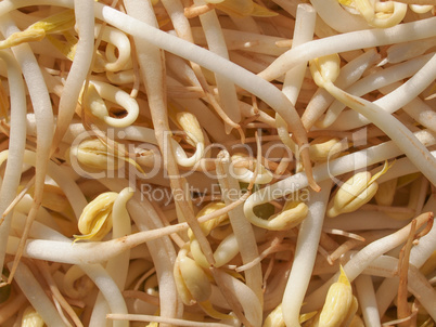 Mung bean sprouts vegetables