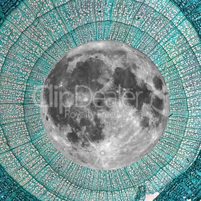 Full moon over Tilia stem micrograph