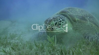 green turtle - chelonia mydas