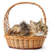 Beautiful cat in basket isolated on white
