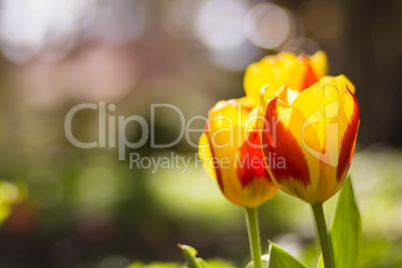 Tulpen, tulips