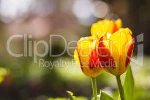 Tulpen, tulips