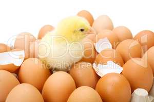 Little newborn yellow chicken in egg tray