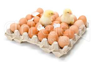 Pair of little newborn yellow chickens in egg tray