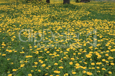 Dandelion at Spring