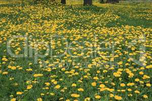 Dandelion at Spring