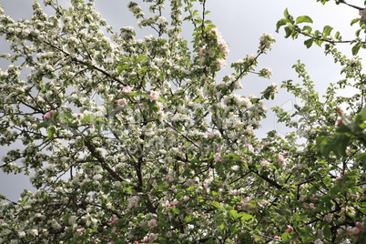 Apple Flower at Spring