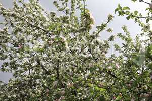 Apple Flower at Spring