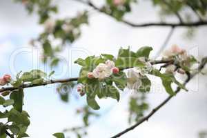 Apple Flower at Spring