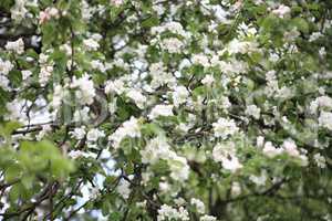 Apple Flower at Spring