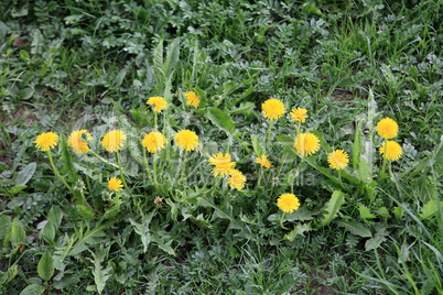 Dandelion at Spring