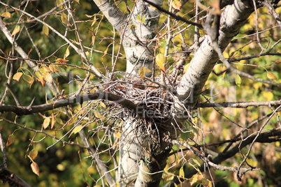 convolute nest on tree