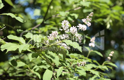 Lilac at Spring