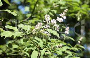 Lilac at Spring