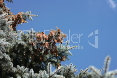 fir tree