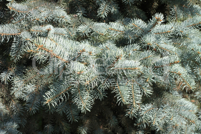 fir tree