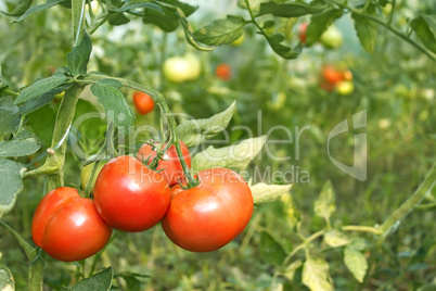 Red tomatoes ripening in greenhouse