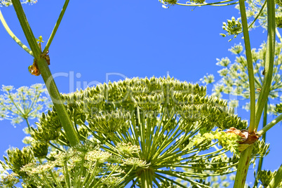 Giant Hogweed with ripening seeds