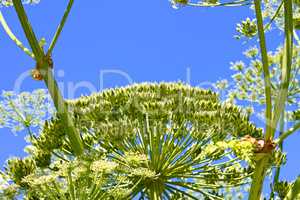 Giant Hogweed with ripening seeds