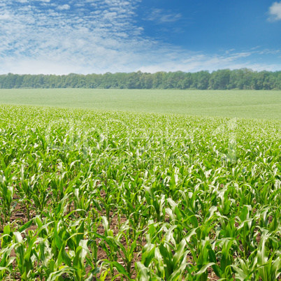 green corn field and blue sky