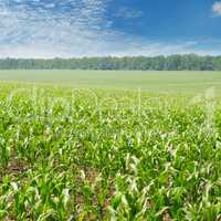 green corn field and blue sky