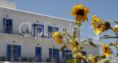 sunflowers on the street