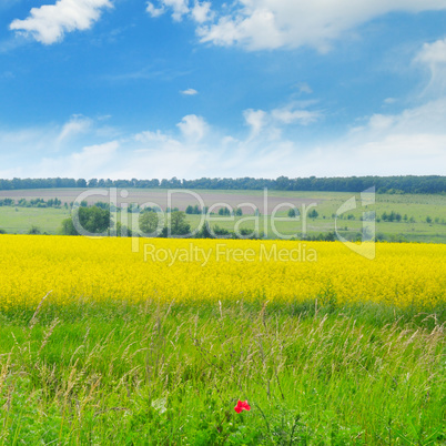 canola field and blue sky