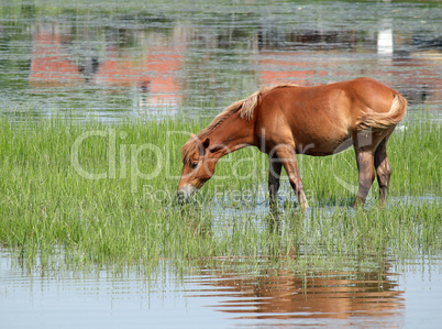 brown horse drink water nature scene