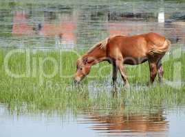brown horse drink water nature scene