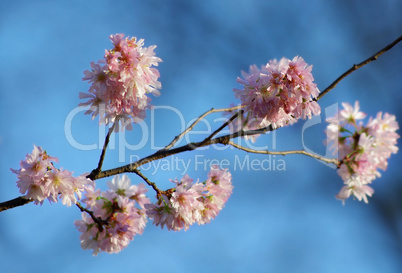 kirschblüten