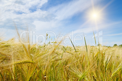 wheat field and blue sky