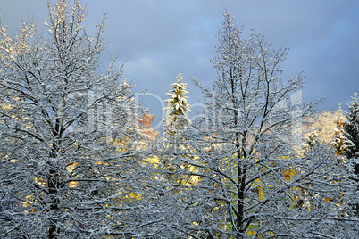 Park in winter