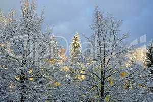 Park in winter