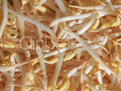 Mung bean sprouts vegetables