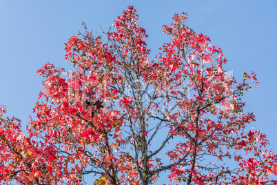 Herbstbaum am Waldrand