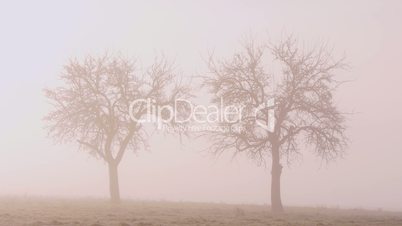 Apfel-Streuobstgebiet im Winter