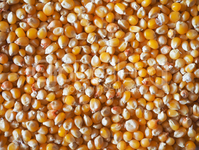 Pop corn maize