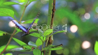Blue Butterfly Costa Rica