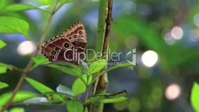 Blue Butterfly Costa Rica