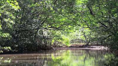 through the mangrove forest