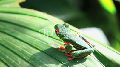Red eyed frog six,Costa Rica
