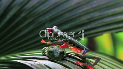 Red eyed frog six,Costa Rica